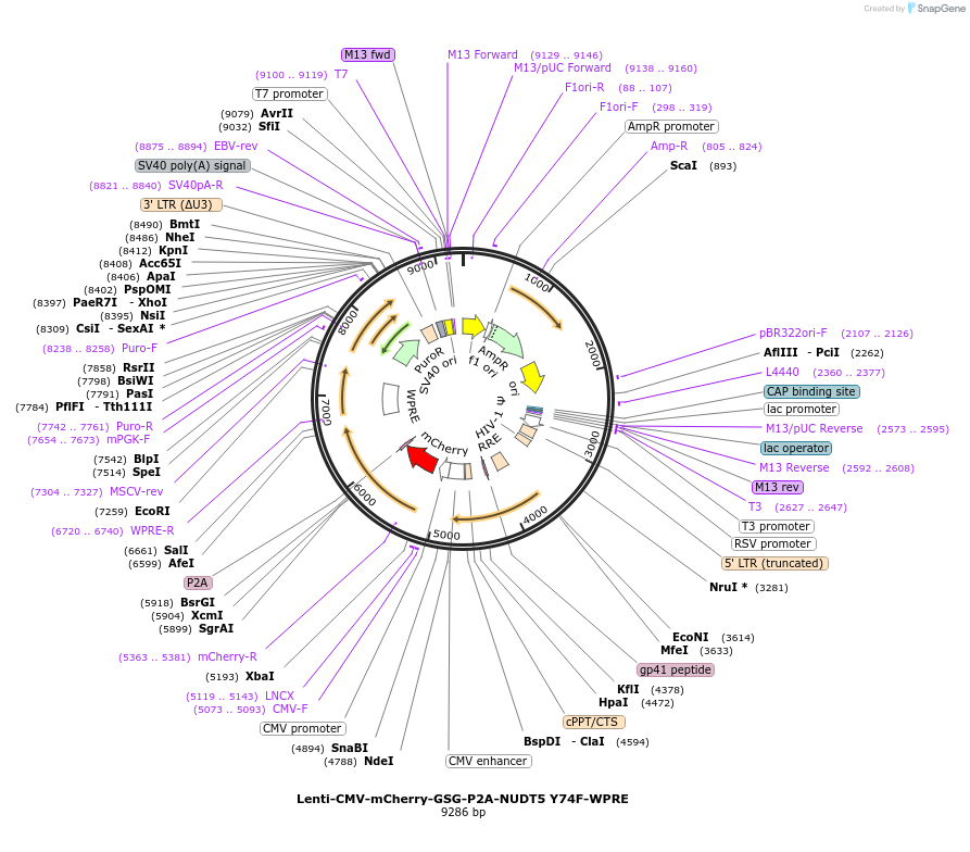 250398-plasmid-map-sequence-id-498956