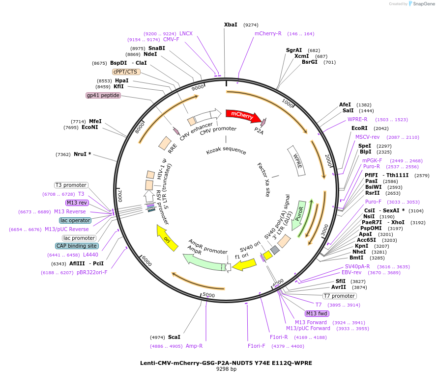 250396-plasmid-map-sequence-id-498959