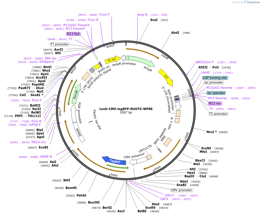 250375-plasmid-map-sequence-id-498960