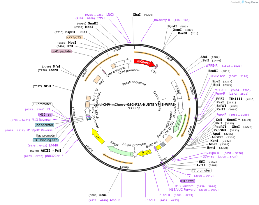 250397-plasmid-map-sequence-id-498962