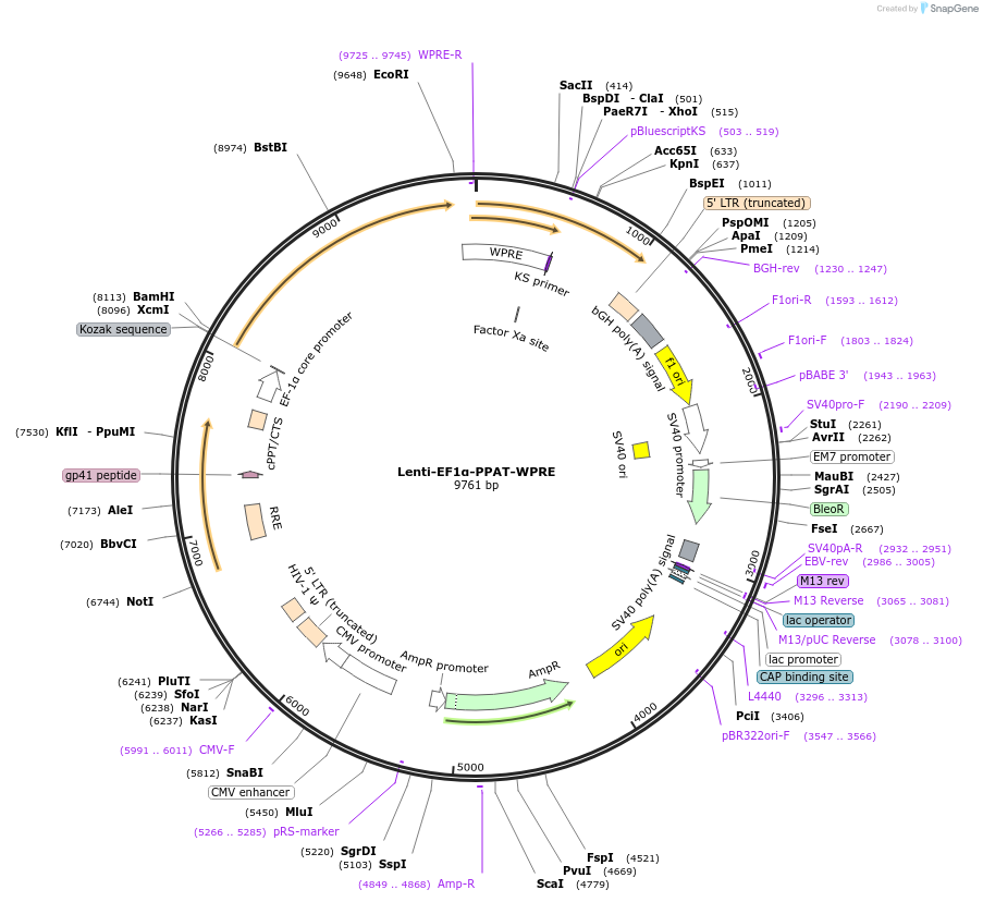 250408-plasmid-map-sequence-id-498966