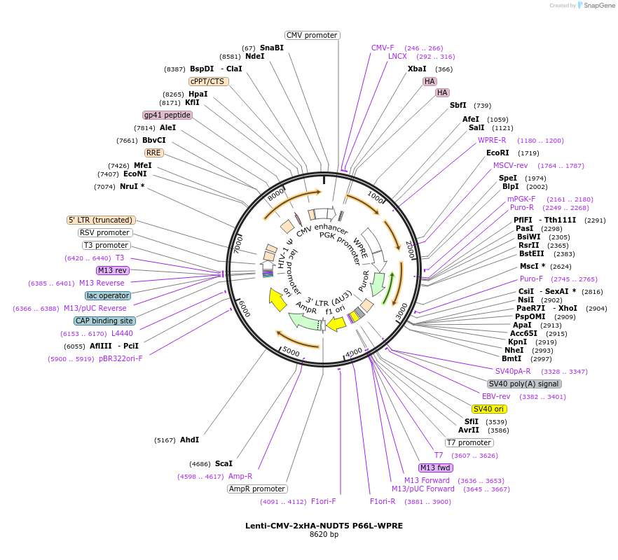 250378-plasmid-map-sequence-id-498969