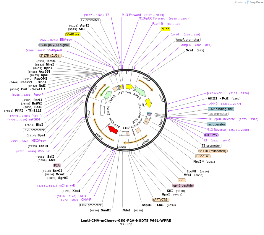 250393-plasmid-map-sequence-id-498970