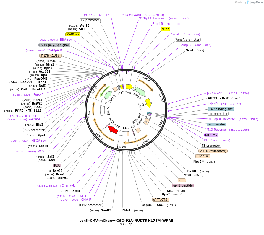 250405-plasmid-map-sequence-id-498972
