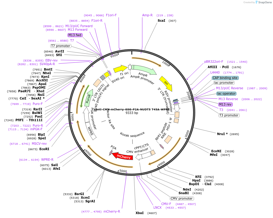 250387-plasmid-map-sequence-id-498973