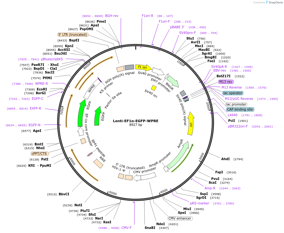 250407-plasmid-map-sequence-id-498974