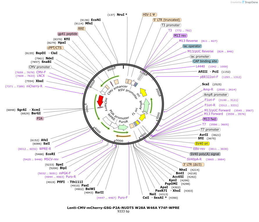 250400-plasmid-map-sequence-id-498975