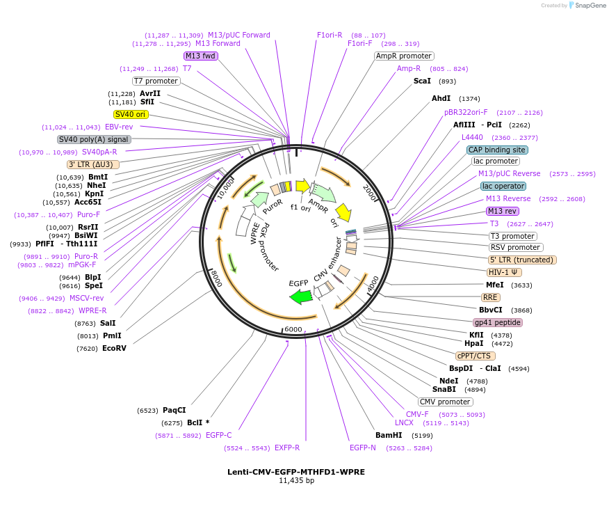 250370-plasmid-map-sequence-id-498978