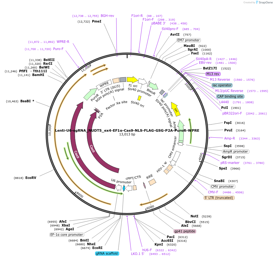 250374-plasmid-map-sequence-id-498979