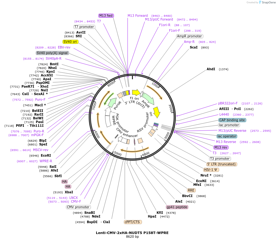 250383-plasmid-map-sequence-id-498980