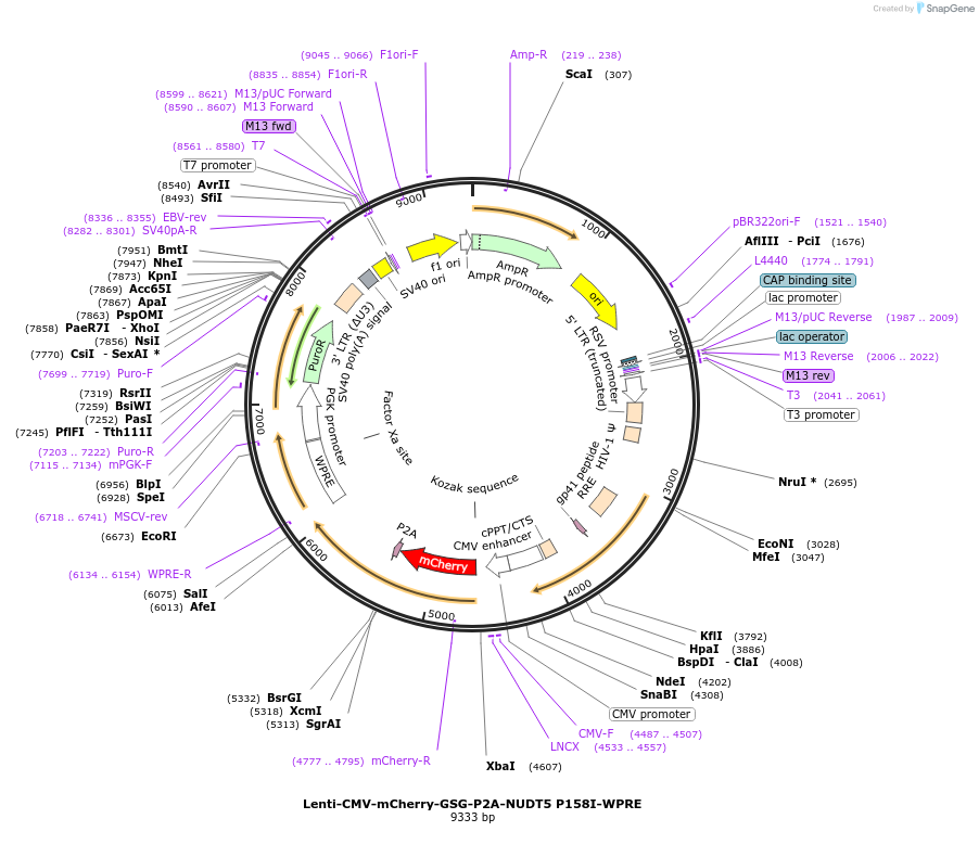 250403-plasmid-map-sequence-id-498982