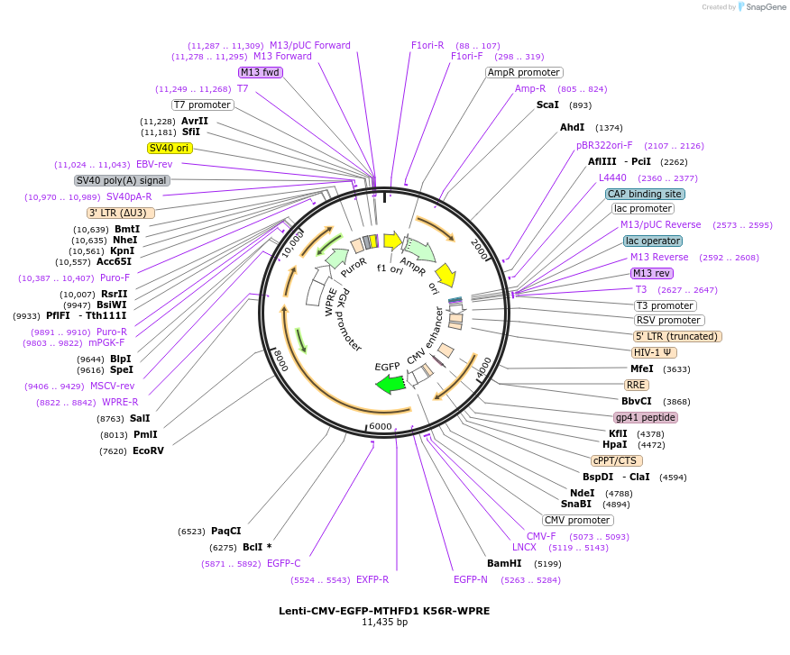 250371-plasmid-map-sequence-id-498985