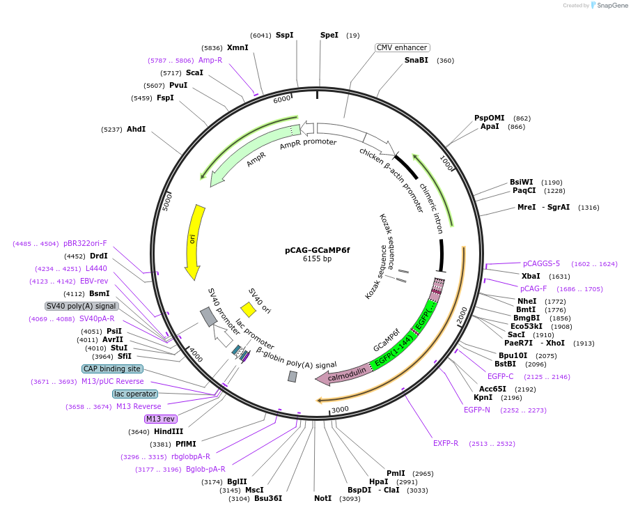 249680-plasmid-map-sequence-id-499026