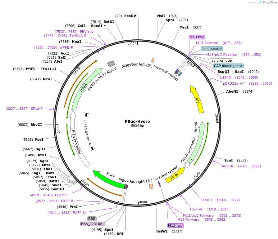 248968-plasmid-map-sequence-id-499029