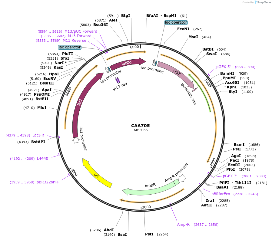 250781-plasmid-map-sequence-id-499030
