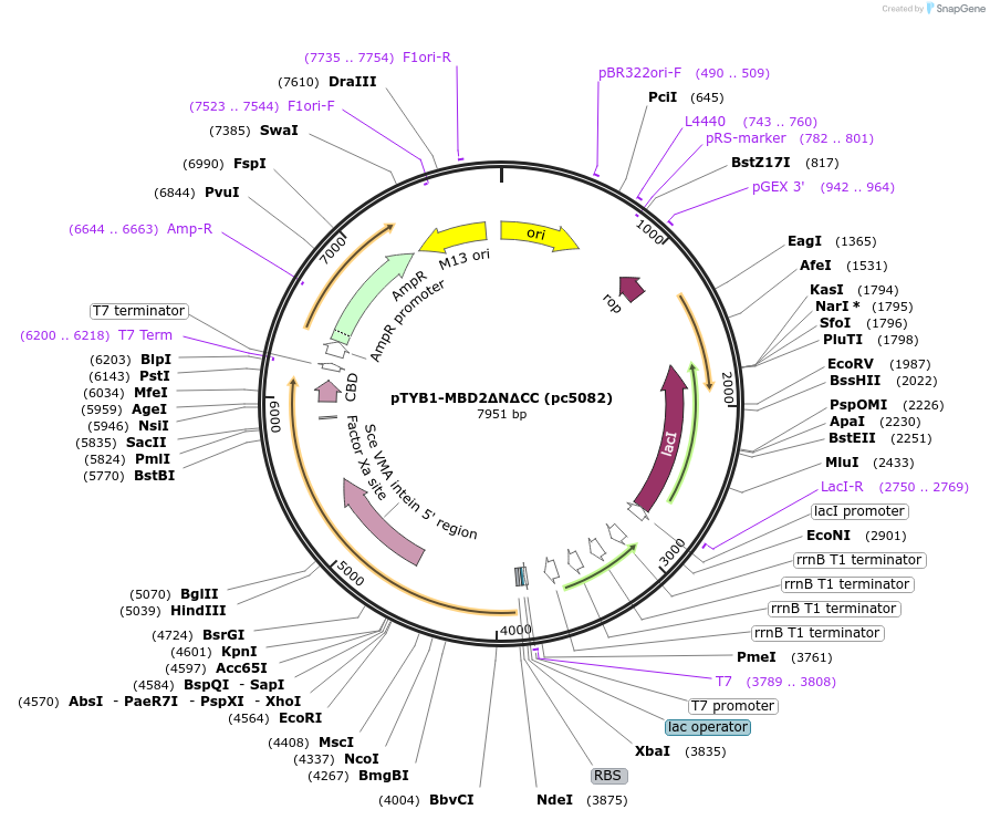 232745-plasmid-map-sequence-id-499033