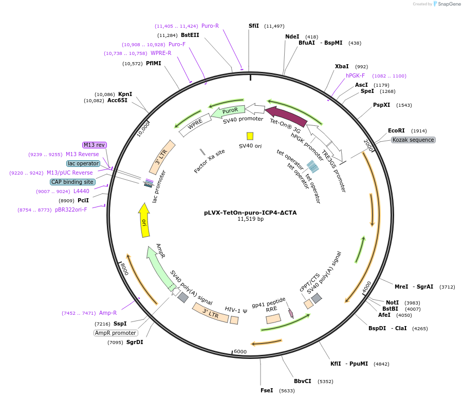 250613-plasmid-map-sequence-id-499034