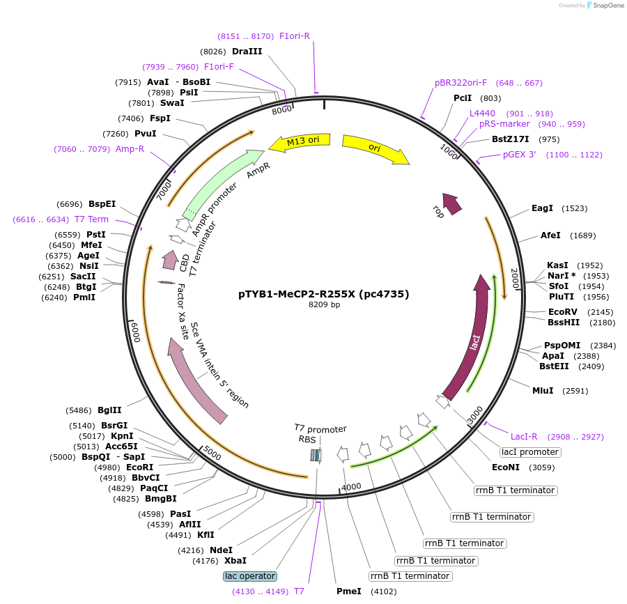 249082-plasmid-map-sequence-id-499037