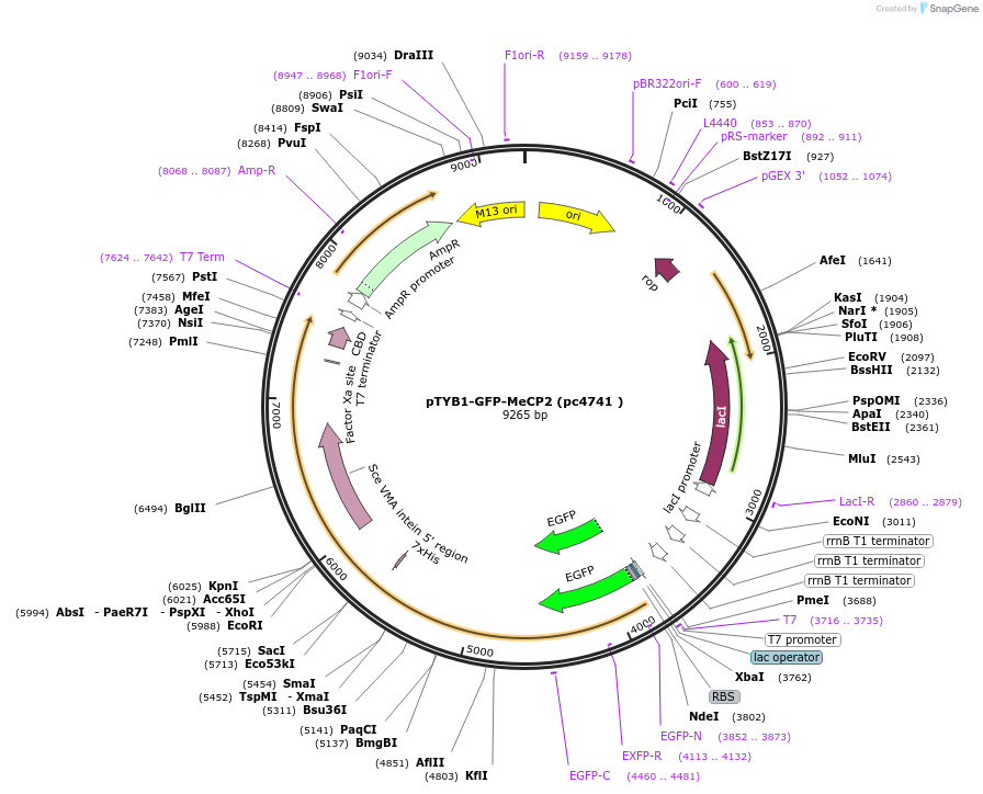 249083-plasmid-map-sequence-id-499040