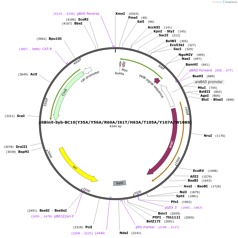 250415-plasmid-map-sequence-id-499041