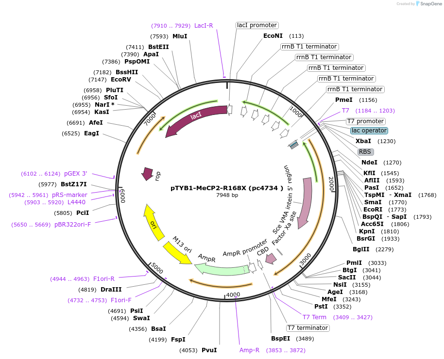 249081-plasmid-map-sequence-id-499043