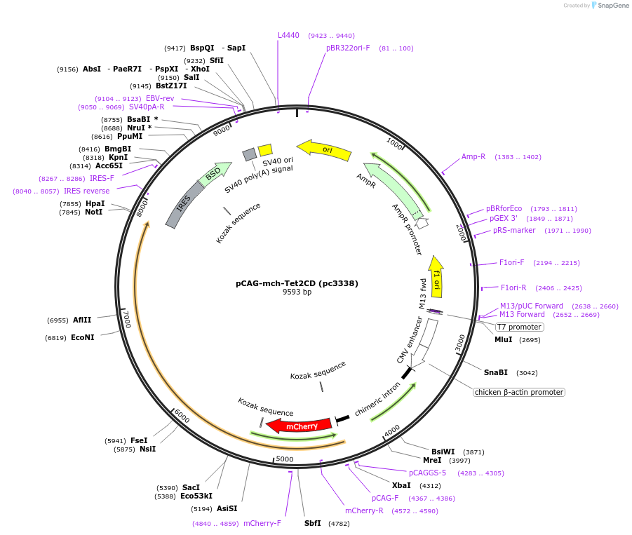 246862-plasmid-map-sequence-id-499044