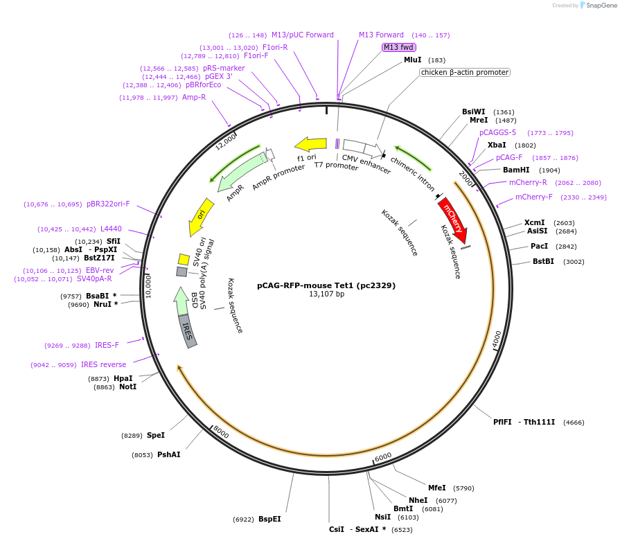 246848-plasmid-map-sequence-id-499055