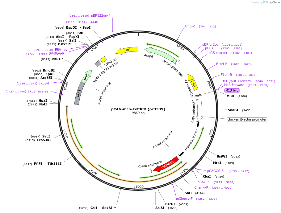 246869-plasmid-map-sequence-id-499056