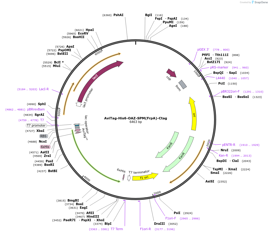246646-plasmid-map-sequence-id-499057