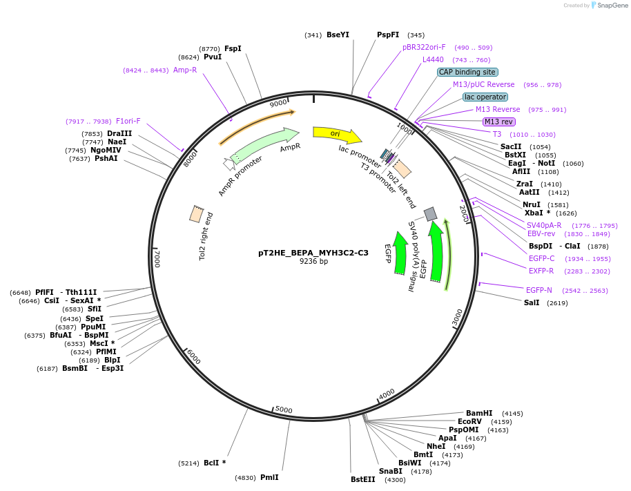 250496-plasmid-map-sequence-id-499058