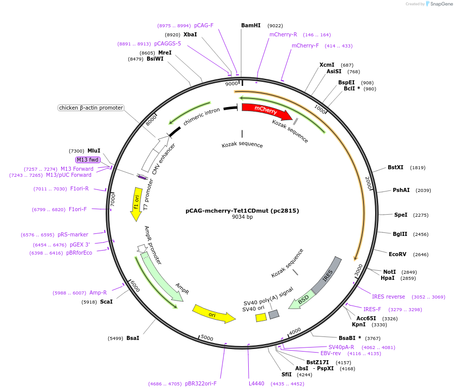 246923-plasmid-map-sequence-id-499059
