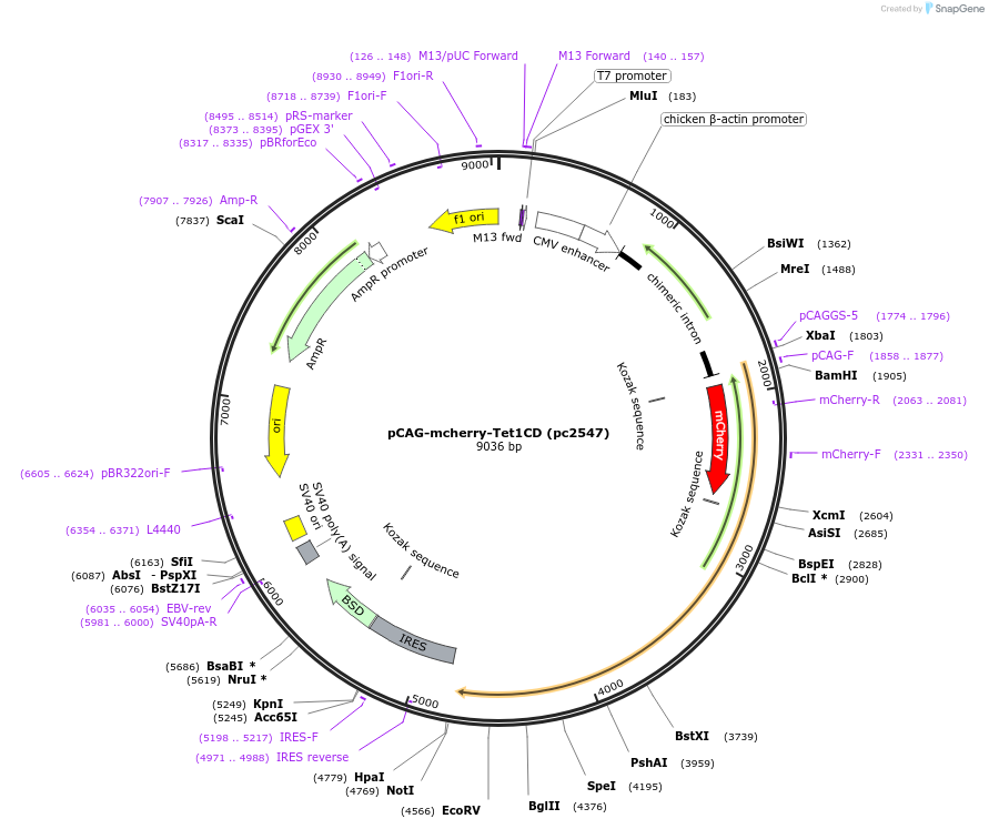246922-plasmid-map-sequence-id-499061