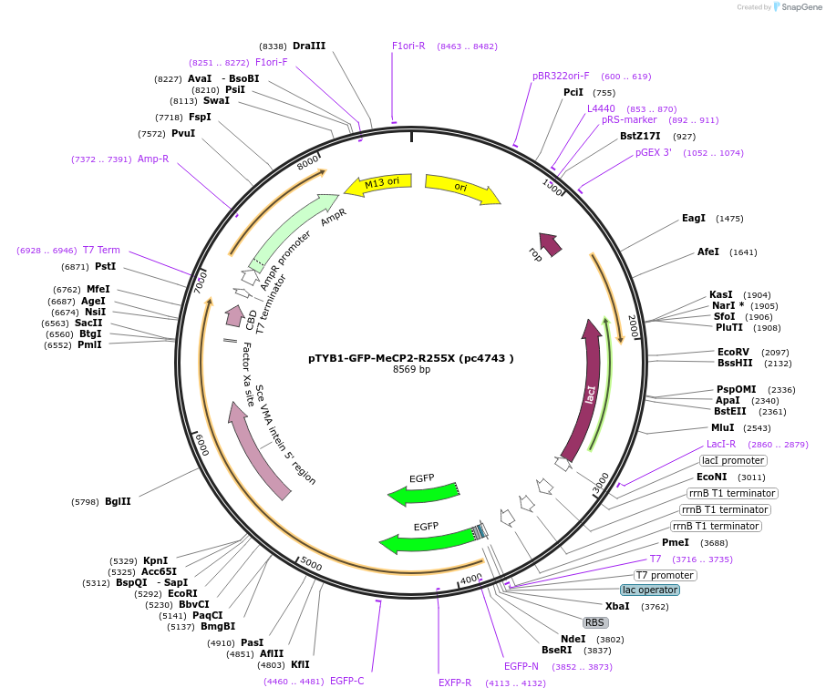 249085-plasmid-map-sequence-id-499066