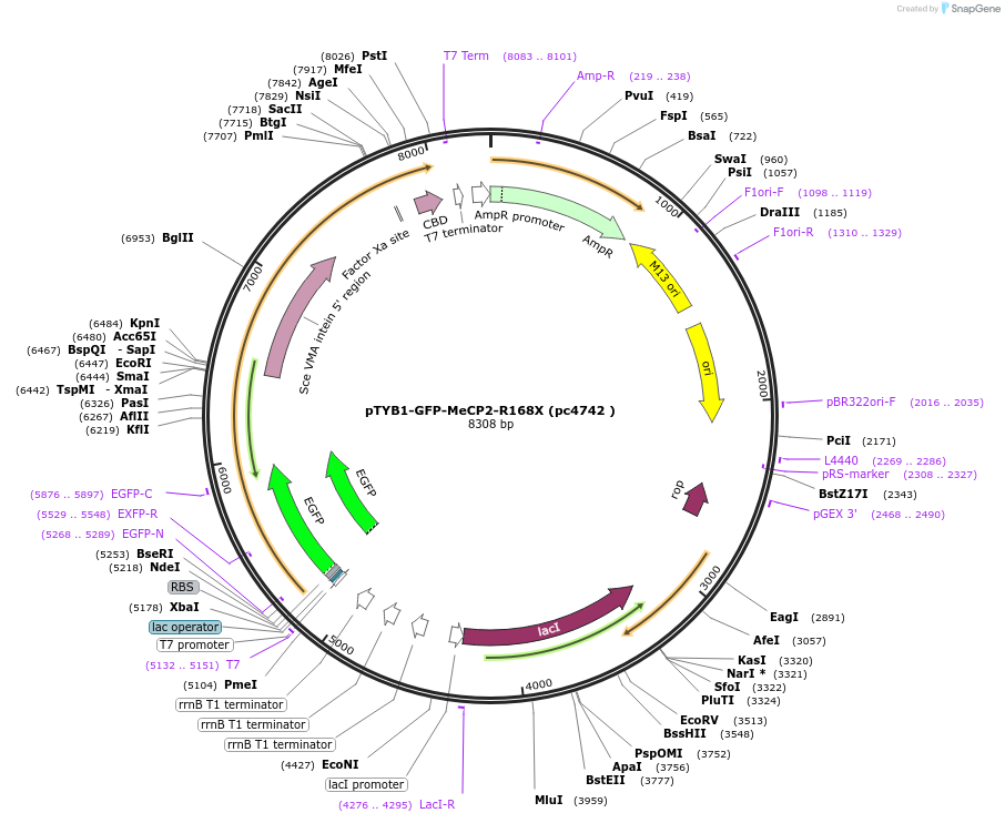 249084-plasmid-map-sequence-id-499067