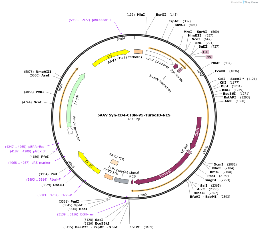 250173-plasmid-map-sequence-id-499071