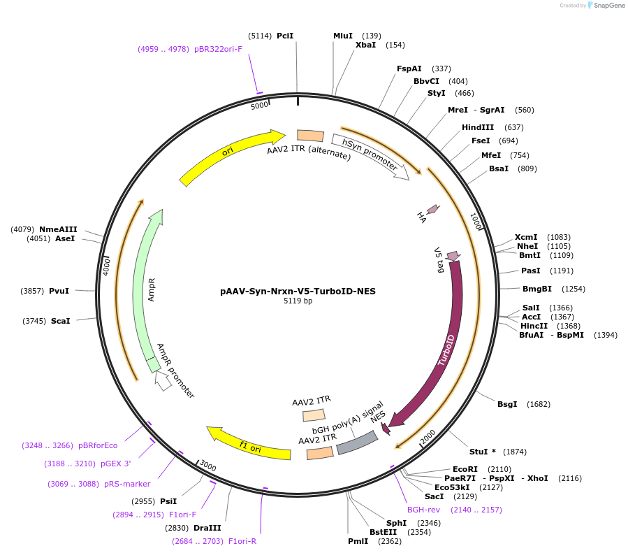 250172-plasmid-map-sequence-id-499072