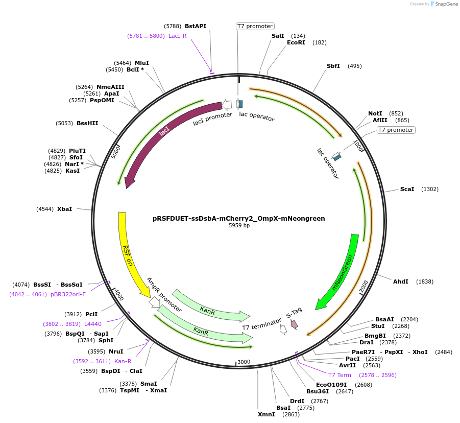 245928-plasmid-map-sequence-id-499172