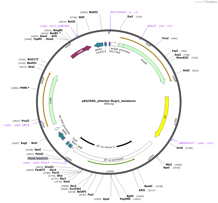 239705-plasmid-map-sequence-id-499173