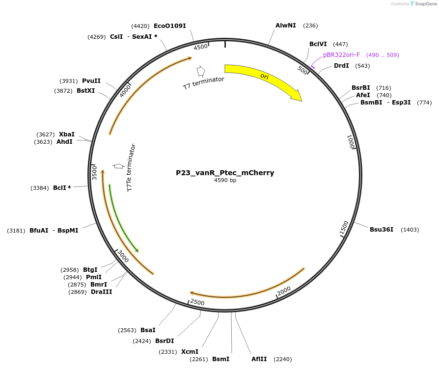 248114-plasmid-map-sequence-id-499175
