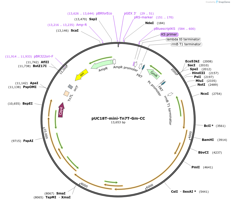 246943-plasmid-map-sequence-id-499177
