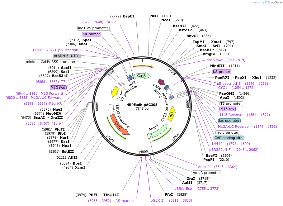249734-plasmid-map-sequence-id-499181