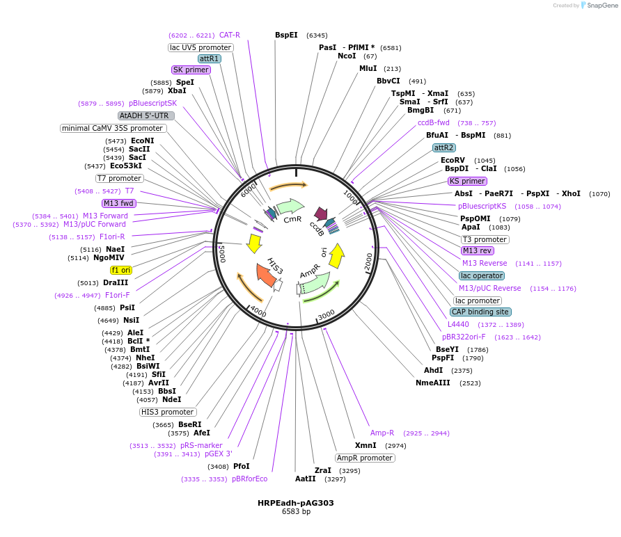 249735-plasmid-map-sequence-id-499183