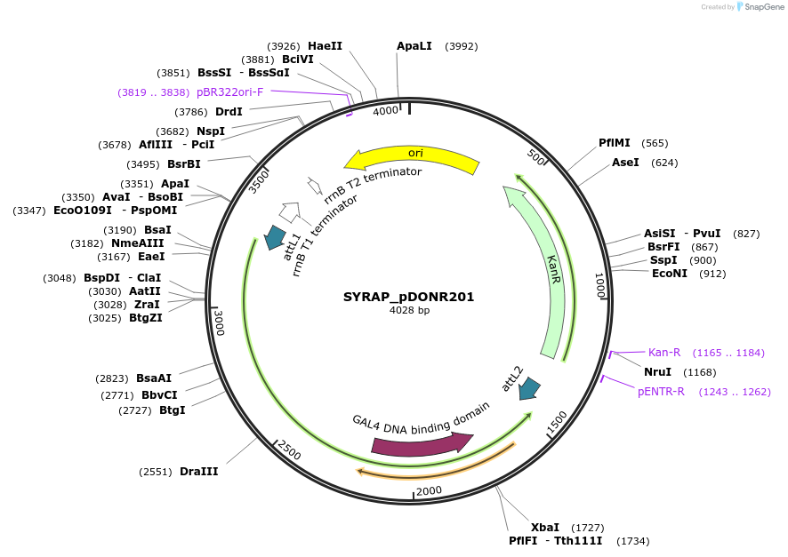 249814-plasmid-map-sequence-id-499188