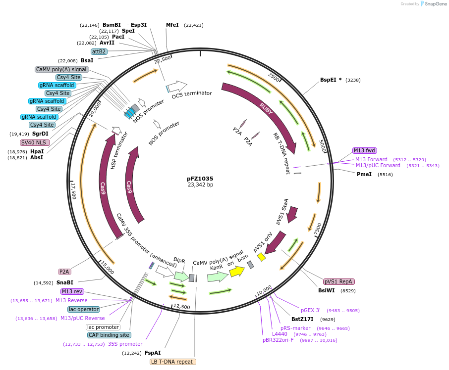 246938-plasmid-map-sequence-id-499267