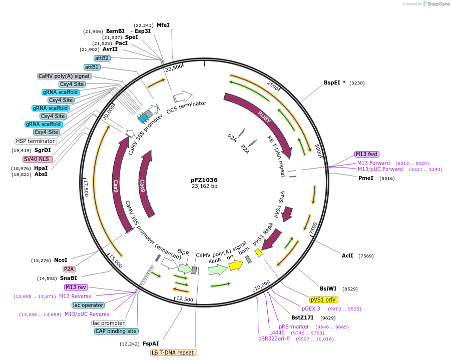 250676-plasmid-map-sequence-id-499272