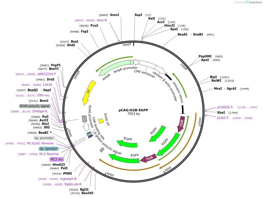 32599-plasmid-map-sequence-id-499285