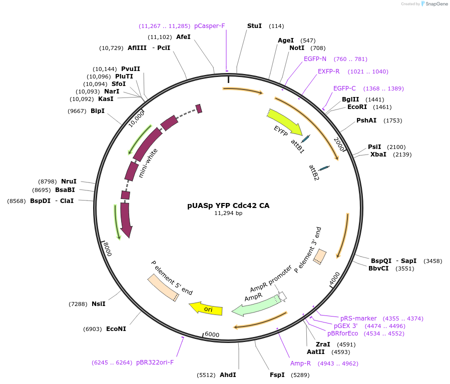 52250-plasmid-map-sequence-id-499287