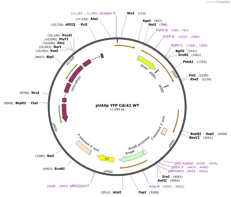 52248-plasmid-map-sequence-id-499288