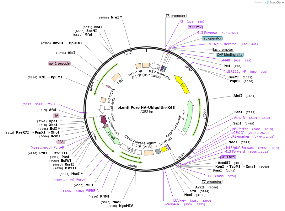236291-plasmid-map-sequence-id-499303