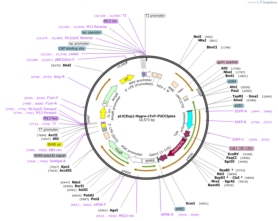 240216-plasmid-map-sequence-id-499431